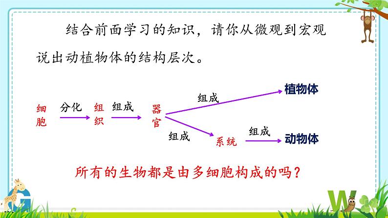 初中  生物  人教版（2024）  七年级上册（2024） 第四节 单细胞生物 课件第1页