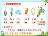 初中  生物  人教版（2024）  七年级上册（2024） 第四节 单细胞生物 课件