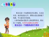 初中  生物  人教版（2024）  七年级上册（2024） 第四节 单细胞生物 课件