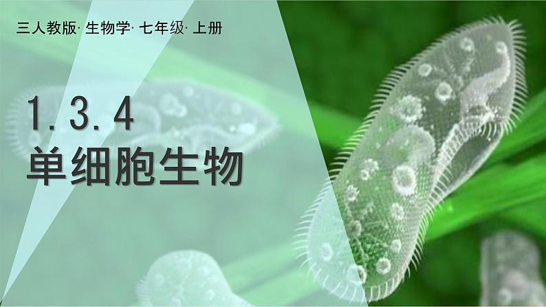 初中  生物  人教版（2024）  七年级上册（2024） 第四节 单细胞生物 课件第1页