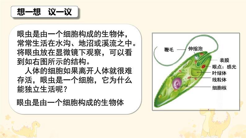 初中  生物  人教版（2024）  七年级上册（2024） 第四节 单细胞生物 课件第3页