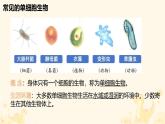 初中  生物  人教版（2024）  七年级上册（2024） 第四节 单细胞生物 课件