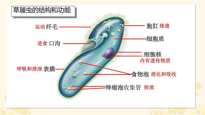 初中  生物  人教版（2024）  七年级上册（2024） 第四节 单细胞生物 课件第8页