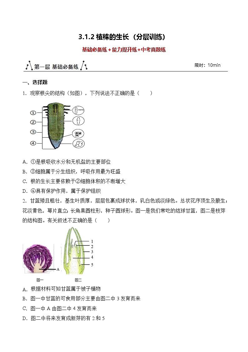 3.1.2 植株的生长（分层作业）（原卷版）第1页
