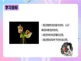 冀教版生物八下 6.1.1.1 被子植物的生殖《有性生殖》课件＋教案+学案+素材