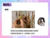 冀教版生物八下 6.1.1.1 被子植物的生殖《有性生殖》课件＋教案+学案+素材