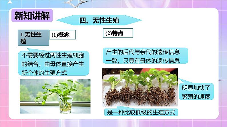 冀少版生物八下6.1.1.2 被子植物的生殖《无性生殖》 课件第5页