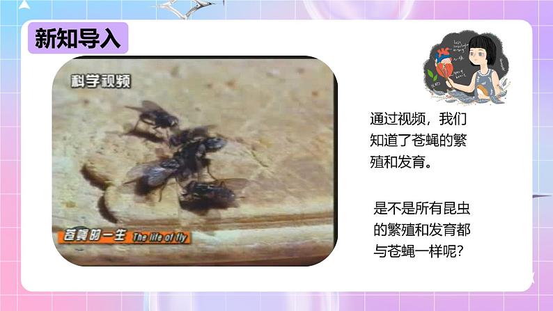 冀少版生物八下6.1.2.1动物的生殖和发育《昆虫的生殖和发育》 课件第3页