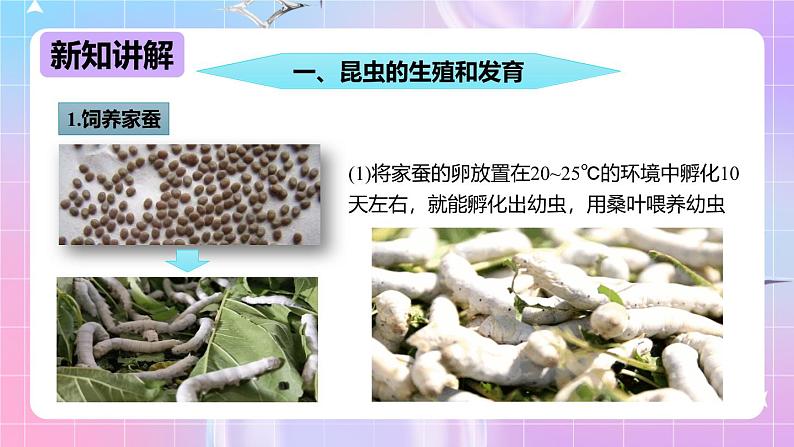 冀少版生物八下6.1.2.1动物的生殖和发育《昆虫的生殖和发育》 课件第4页