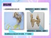 冀少版生物八下6.1.2.1动物的生殖和发育《昆虫的生殖和发育》课件+教案+学案+素材