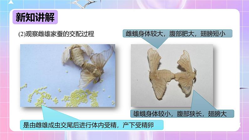 冀少版生物八下6.1.2.1动物的生殖和发育《昆虫的生殖和发育》 课件第5页