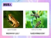 冀少版生物八下6.1.2.2动物的生殖和发育《两栖类、鸟类的生殖和发育》课件+教案+学案+素材