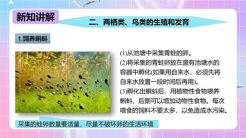 冀少版生物八下6.1.2.1动物的生殖和发育《两栖类、鸟类的生殖和发育》课件第4页