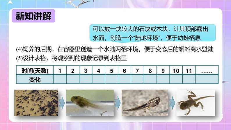 冀少版生物八下6.1.2.1动物的生殖和发育《两栖类、鸟类的生殖和发育》课件第5页