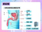 冀少版生物八下6.1.3《人的生殖和胚胎发育》课件+教案+学案+素材4