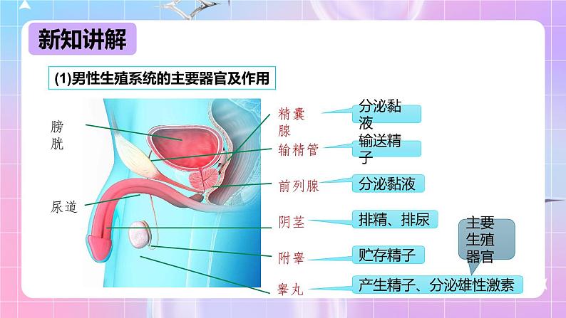 冀少版生物八下6.1.3《人的生殖和胚胎发育》课件第5页