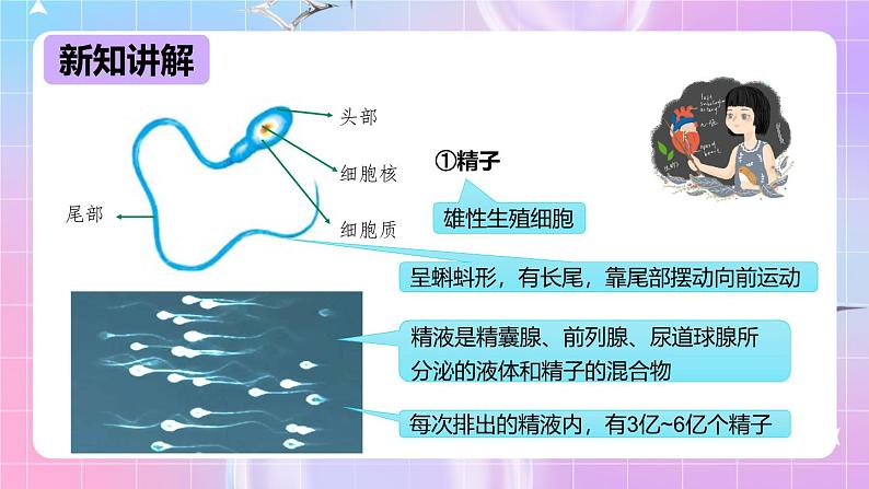 冀少版生物八下6.1.3《人的生殖和胚胎发育》课件第7页