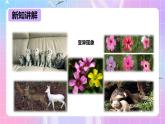 冀少版生物八下6.2.2《变异》课件+教案+学案+素材