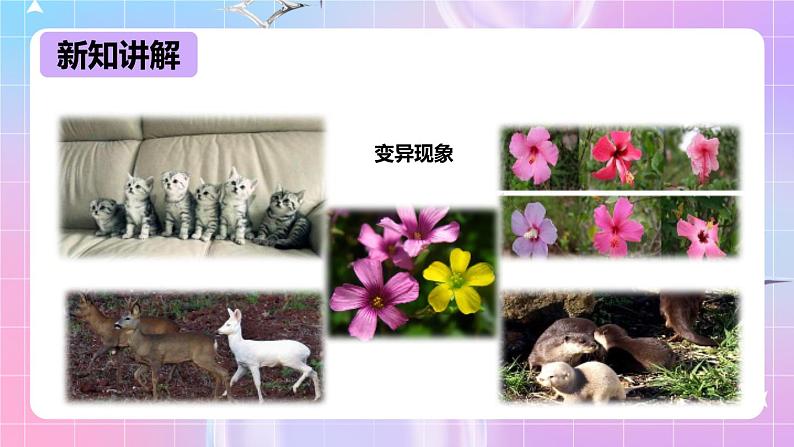 冀少版生物八下6.2.2《变异》课件第5页