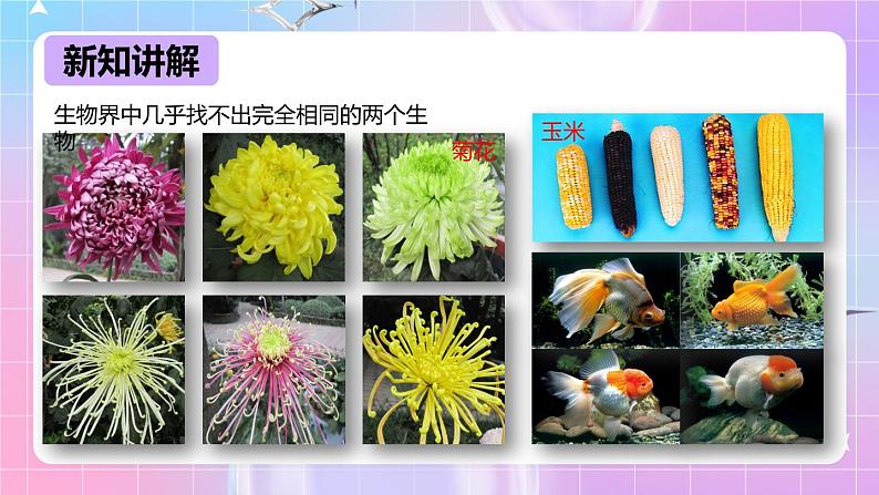 冀少版生物八下6.2.2《变异》课件第6页