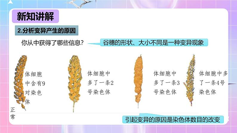 冀少版生物八下6.2.2《变异》课件第7页