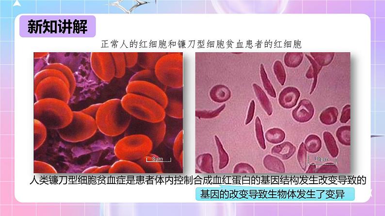 冀少版生物八下6.2.2《变异》课件第8页