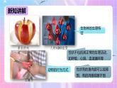 冀少生物八下6.2.1.1 遗传《性状和性状的传递》课件+教案+学案+素材