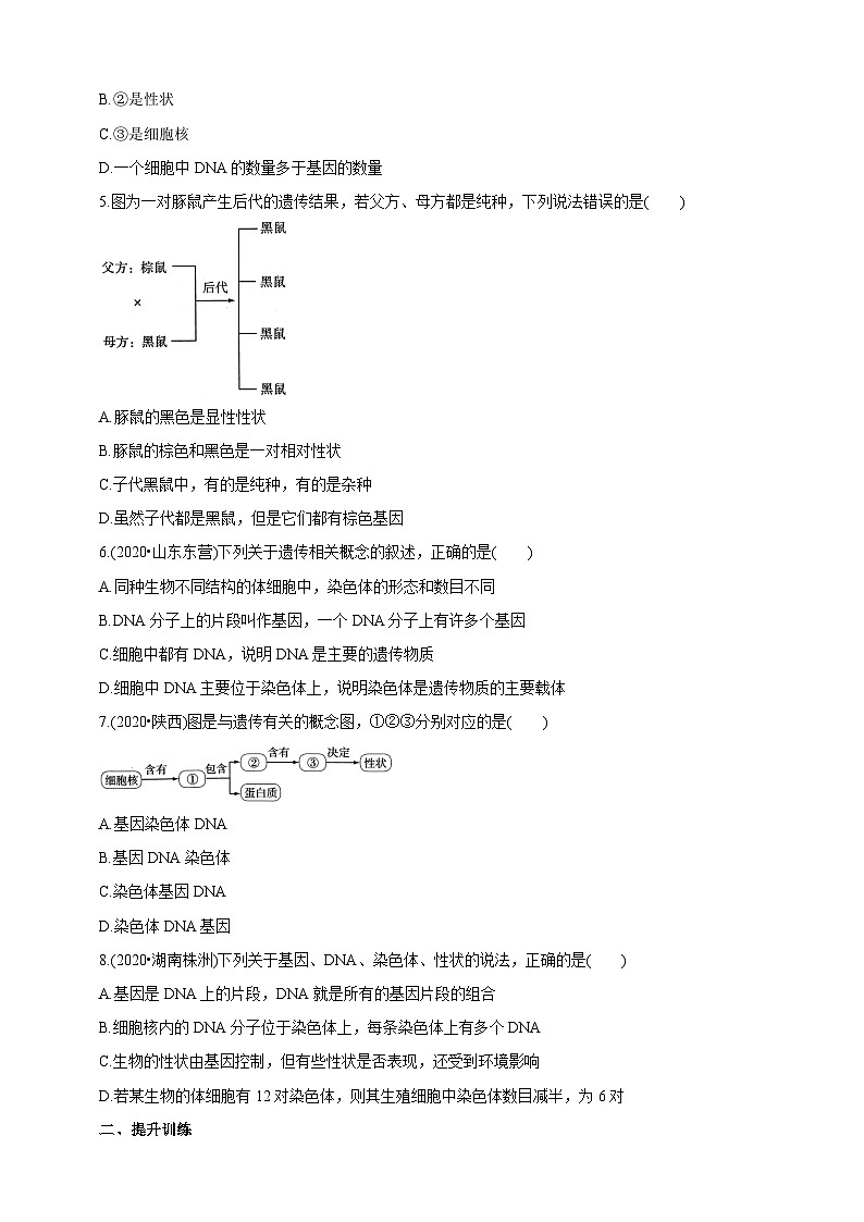 冀少版生物八下6.2.1.2 遗传《遗传的物质基础》学案第3页