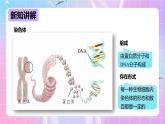 冀少版生物八下6.2.1.2 遗传《遗传的物质基础》课件+教案+学案+素材2