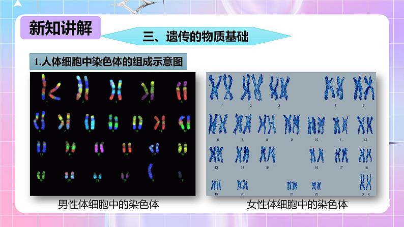 冀少版生物八下6.2.1.3遗传《人的性别决定》课件第4页