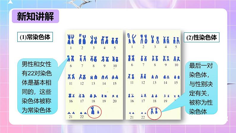 冀少版生物八下6.2.1.3遗传《人的性别决定》课件第5页