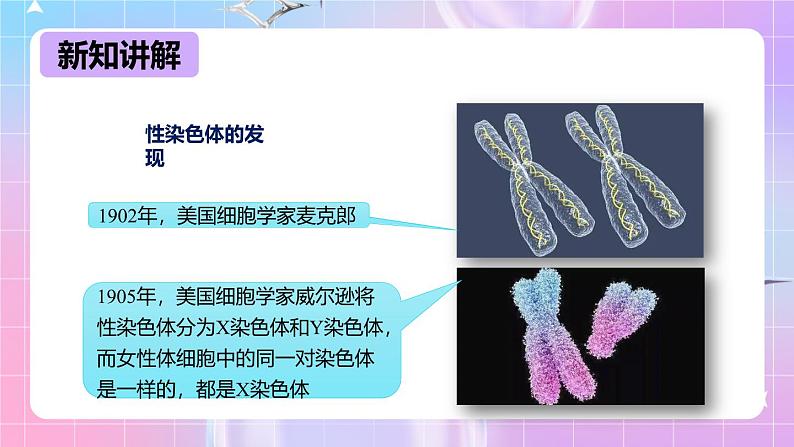 冀少版生物八下6.2.1.3遗传《人的性别决定》课件第6页