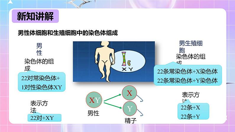 冀少版生物八下6.2.1.3遗传《人的性别决定》课件第7页