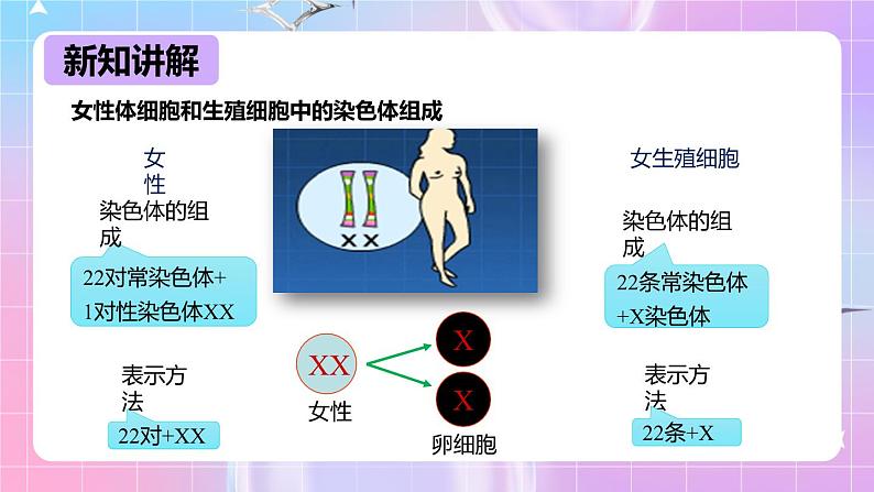 冀少版生物八下6.2.1.3遗传《人的性别决定》课件第8页