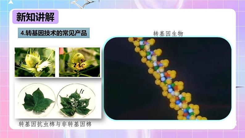 冀少版生物八下6.4《现代生物技术》课件第6页