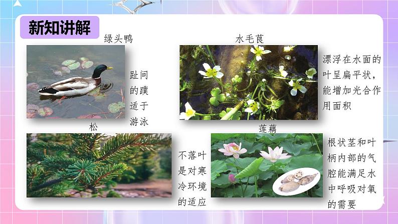 冀少版生物八下7.1.2《生物对环境的适应和影响》课件第7页