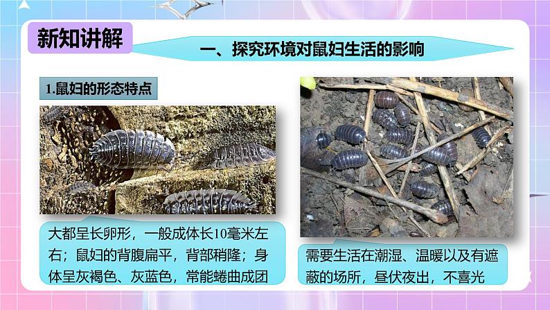 冀少版生物八下7.1.1.1 环境对生物的影响《非生物因素对生物的影响》课件第4页