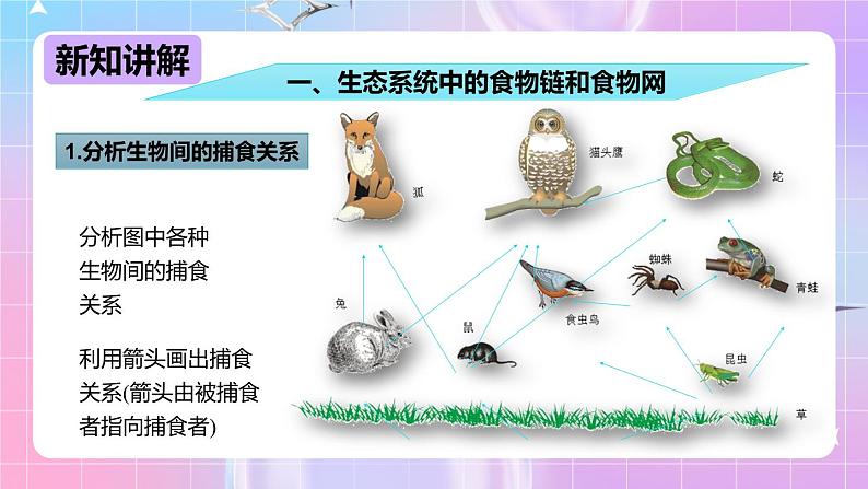 冀少版生物八下7.2.2《食物链和食物网》课件第4页