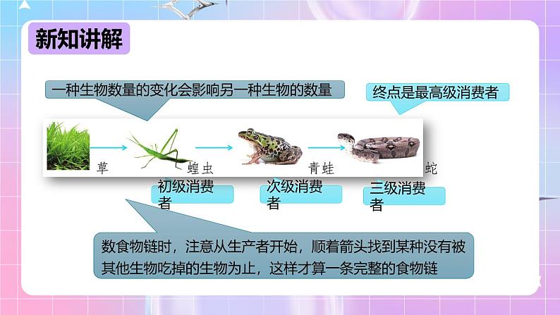 冀少版生物八下7.2.2《食物链和食物网》课件第7页