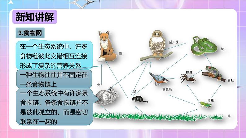 冀少版生物八下7.2.2《食物链和食物网》课件第8页