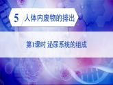 第五章 人体内废物的排出 (课件)-2024-2025学年人教版(2024)生物七年级下册