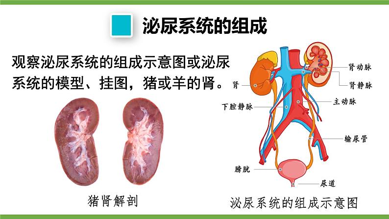 第1课时 泌尿系统的组成第6页