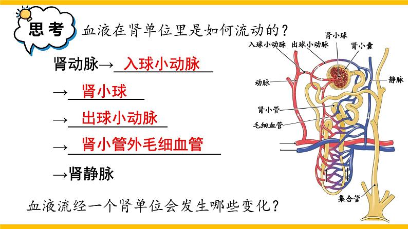 第2课时 尿的形成和排出第6页