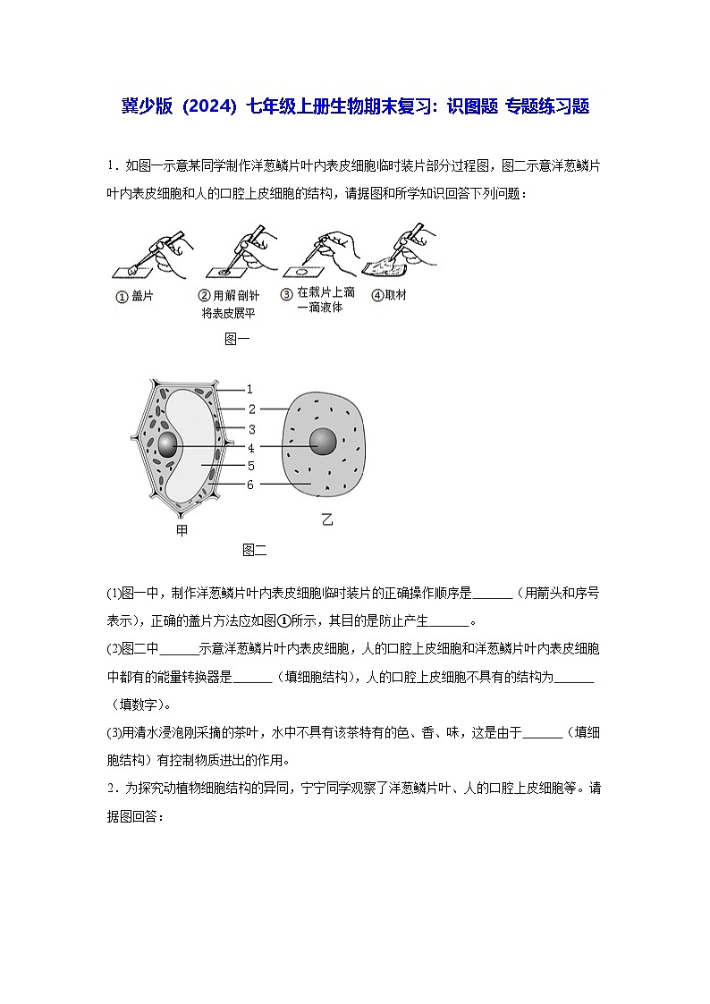 冀少版（2024）七年级上册生物期末复习：识图题 专题练习题（含答案）第1页