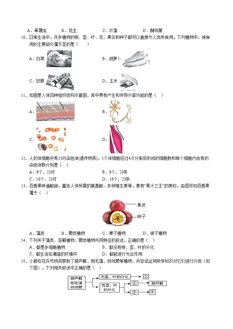人教版（2024新版）七年级上册生物期末学业质量检测试卷（含答案解析）第3页