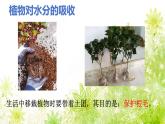 【核心素养】人教版初中生物七年级下册3.2.1《水的利用和散失》课件＋教案（含教学反思）