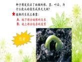 【核心素养】人教版初中生物七年级下册3.1.2《植株的生长》课件＋课时练习+教案（含教学反思）