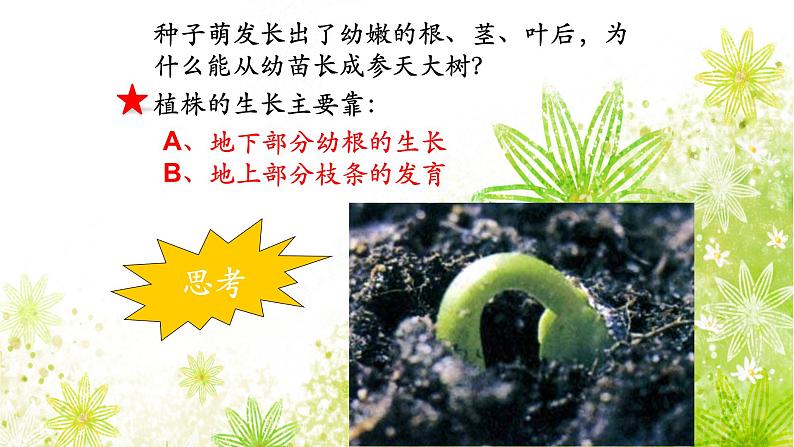 【核心素养】人教版初中生物七年级下册3.1.2《植株的生长》课件第5页