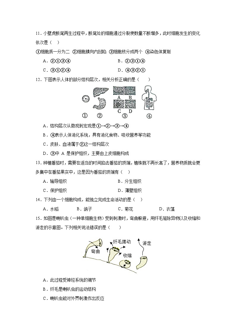 湖南省益阳市沅江市两校联考2024年下学期七年级生物期末自我检测第3页