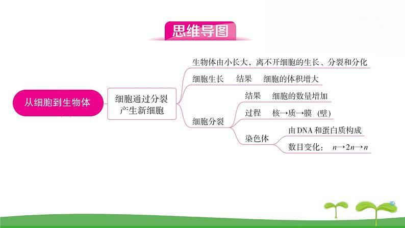 人教版（2024新版）七年级上册生物第一单元 第三章从细胞到生物体 复习课件第2页